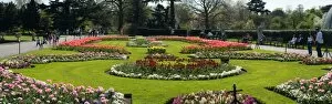 Panorama Collection: Spring bedding plants