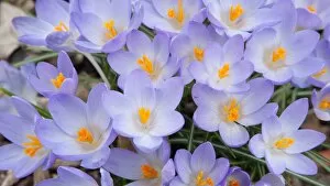 Purple Flower Gallery: Spring Crocus