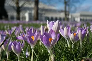 The Gardens Gallery: Spring Crocus in front of the Temperate House