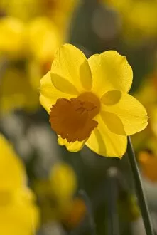 Flowers Gallery: Spring daffodil