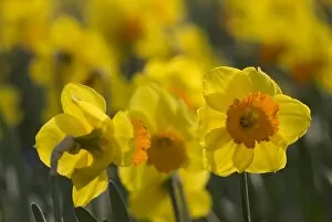 Flowers Collection: Spring daffodils