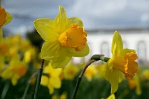 Flowers Gallery: Spring daffodils