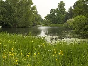 spring flowers beside the Lake