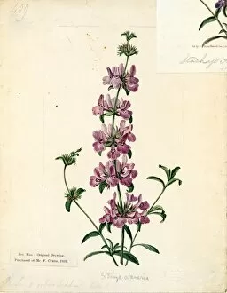 Botanical Art Gallery: Stachys arenaria, Vahl (Purple-flowered Stachys)