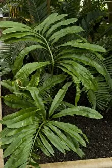 Endangered plants Collection: Stangeria eriopus