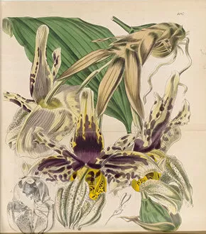 Orchids Collection: Stanhopea tigrina, 1845