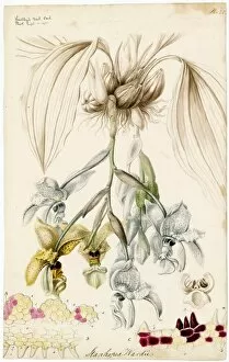 Botanical Art Gallery: Stanhopea wardii, 1838
