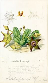 Succulent Plant Collection: Stapelia corderoyi, Hook. f