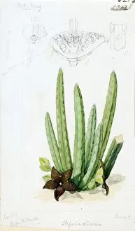 Cacti and Succulents Collection: Stapelia olivacea, 1876