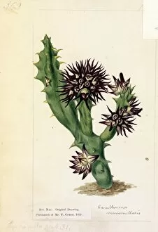 19th Century Gallery: Stapelia pulla, Ait. ( Black-flowered Stapelia )