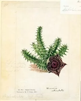 Botanical Illustration Collection: Stapelia reticulata, 1814