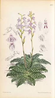 Images Dated 27th April 2020: Stenoglottis fimbriata, 1870