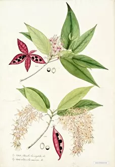 William Roxburgh Collection Gallery: Sterculia lanceaefolia & Sterculia coccinea