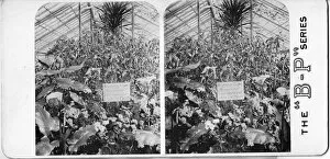 Glasshouse Collection: Stereograph, Royal Botanic Gardens Kew