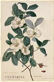 Botanical Art Collection: Stewartia malacodendron L