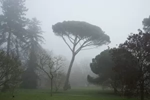 Tree In Mist Collection: Stone Pine in the mist