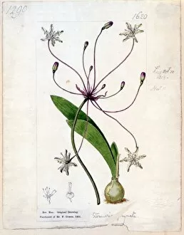 Amaryllidaceae Collection: Strumaria gemmata Ker Gawl. ( Jewelled-flowered Strumaria )