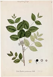 East India Company Gallery: Strychnos potatorum, Willd. (Clearing nut)
