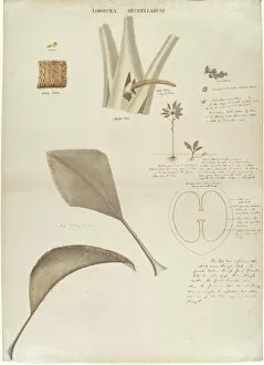Botanical Art Collection: Study of Coco de Mer - Lodicea sechellarum