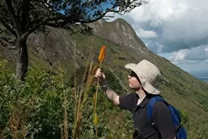 Horizontal Gallery: Studying Kniphofia (red hot pokers) on an RBG Kew expedition to Malawi