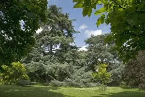 Trees in the landscape Collection: Cedar