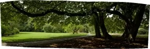 Landscape Gallery: Summer shade at Kew