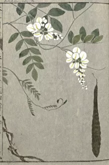 Woodblock Print Collection: Summer wisteria (Millettia japonica), woodblock print and manuscript on paper, 1828