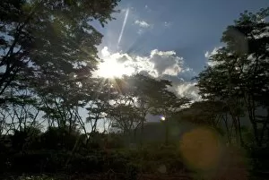 South East Africa Collection: Sun through trees