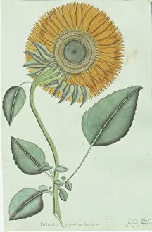 Edible Plants Gallery: Sunflower (Helianthus annuus), 1867