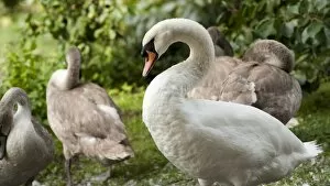 Bird Gallery: swan and cygnets