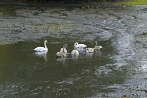 Water Gallery: swan and cygnets on the lake
