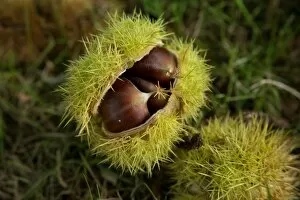 Plants and Fungi Gallery: Sweet Chestnut