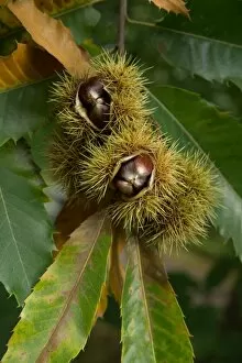 Fagaceae Gallery: Sweet Chestnut