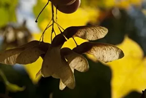 Seeds and Fruits Gallery: sycamore seeds