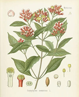 Myrtaceae Collection: Syzygium aromaticum, 1890