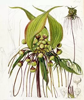 Botanical Art Gallery: Tacca artocarpifolia, Seem