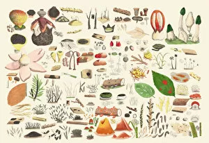 Botanical Illustration Gallery: Tafein 6, 1831-1846