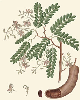 Botanicals Collection: Tamarindus indica, c.1825-1828