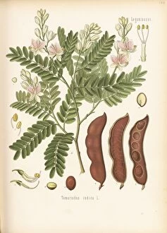 Watercolors Gallery: Tamarindus indica, tamarind