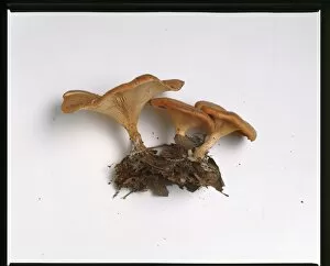 Fungi Collection: tawny funnel cap