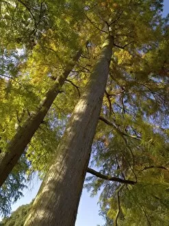 Trees in the landscape Collection: Taxodium