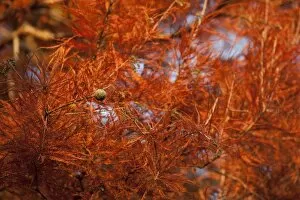 Autumn Collection: Taxodium distichum, Swamp Cypress