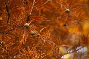 Images Dated 15th November 2011: Taxodium distichum, Swamp Cypress