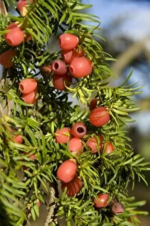 Seeds and Fruits Gallery: Taxus baccata