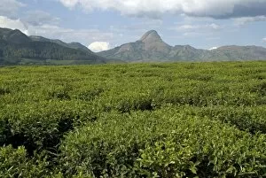 Mountains & Plains Collection: Tea plantation