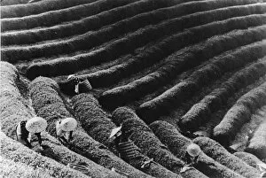 Workers Collection: Tea plantation, Far East