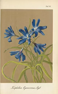 Botanical Illustration Gallery: Tecophilaea cyanocrocus, 1872