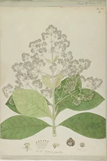 Illustration Or Artefact Gallery: Tectona grandis Willd. watercolour on paper