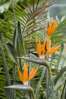 Flowers Collection: Temperate House