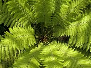 Tree Fern Gallery: The Temperate House